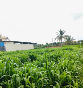 Makkhan cross multi cutting seeds