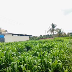 Makkhan cross multi cutting seeds