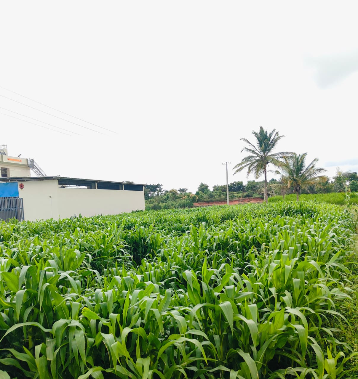 Makkhan cross multi cutting seeds